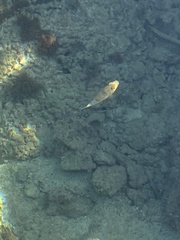 Torquigener flavimaculosus