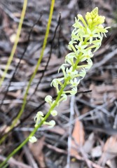 Stackhousia aspericocca