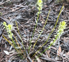 Stackhousia aspericocca