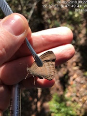 Nhambikuara cerradensis