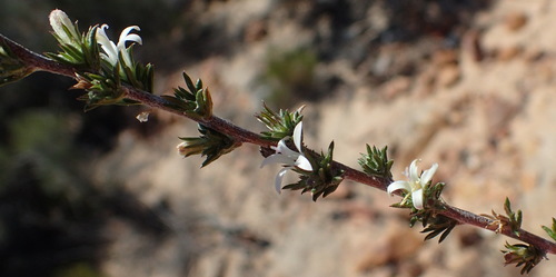 Image of Wahlenbergia cinerea by (c) Nicola van Berkel, some rights reserved (CC BY-SA)