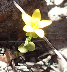 Sebaea grisebachiana