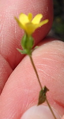 Sebaea grisebachiana