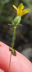 Sebaea grisebachiana