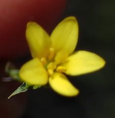 Sebaea grisebachiana