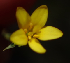 Sebaea grisebachiana