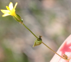 Sebaea grisebachiana