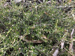 Spyridium eriocephalum