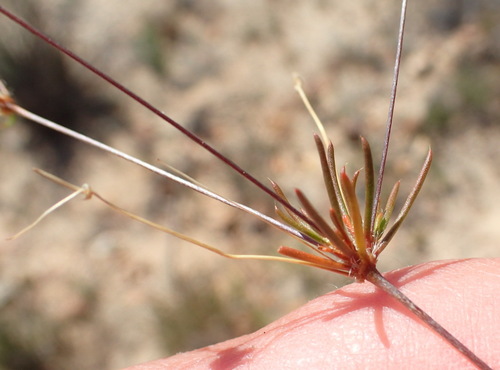 Image of Pharnaceum aurantium by (c) Nicola van Berkel, some rights reserved (CC BY-SA)