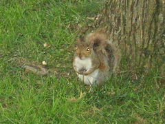 Sciurus carolinensis