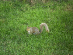 Sciurus carolinensis
