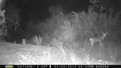 Odocoileus hemionus eremicus