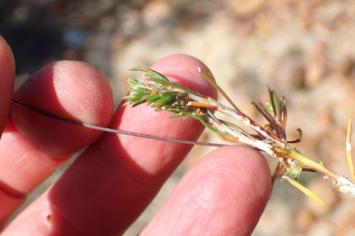 Image of Pharnaceum aurantium by (c) Nicola van Berkel, some rights reserved (CC BY-SA)