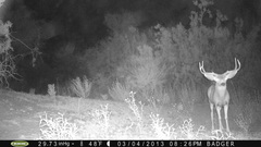 Odocoileus hemionus eremicus