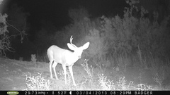 Odocoileus hemionus eremicus