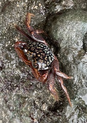 Geograpsus lividus