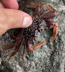 Geograpsus lividus