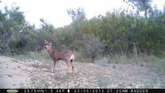 Odocoileus hemionus eremicus