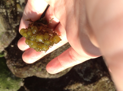 Colpomenia tuberculata