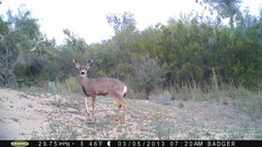 Odocoileus hemionus eremicus