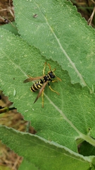 Polistes dominula