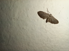 Idaea longaria