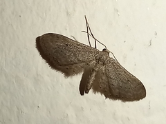 Idaea longaria