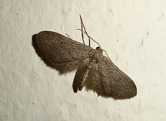 Idaea longaria