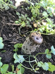 Fungi