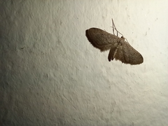 Idaea longaria