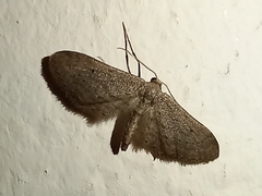 Idaea longaria