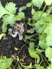 Fungi