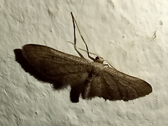 Idaea longaria