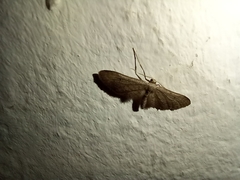 Idaea longaria
