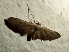 Idaea longaria