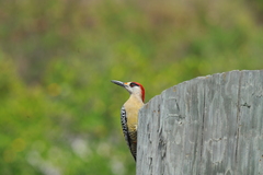 Melanerpes superciliaris
