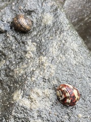 Nerita funiculata