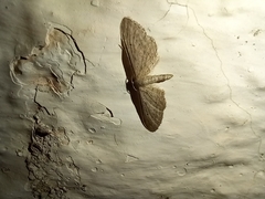 Idaea longaria