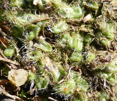 Riccia crinita