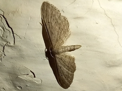 Idaea longaria