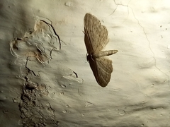 Idaea longaria