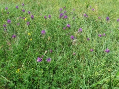 Astragalus onobrychis