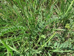 Astragalus onobrychis