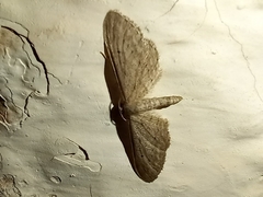 Idaea longaria