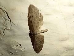 Idaea longaria