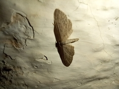 Idaea longaria