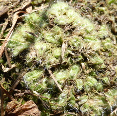 Riccia crinita