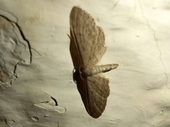 Idaea longaria
