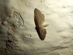 Idaea longaria
