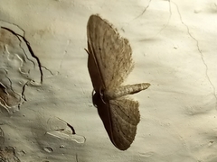 Idaea longaria
